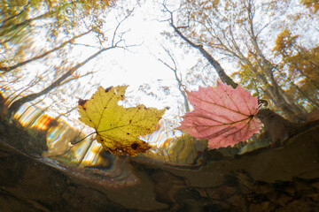 Underwater Maples