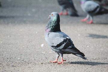 pigeon on the ground