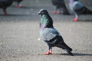 pigeon in the city