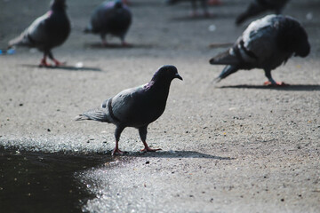 Obraz premium pigeon on the street