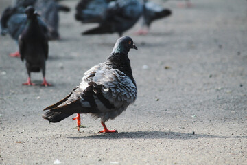 pigeons on the street