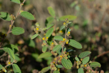 Waltheria indica is a species of flowering plant in the mallow family, Malvaceae. Keawaula Beach，Yokohama Bay， Kaena Point State Park，Oahu, Hawaii. sleepy morning, basora prieta, hierba de soldado, 