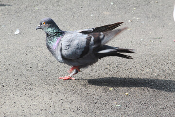 pigeon in the city