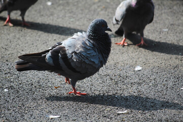 Obraz premium black and white pigeons