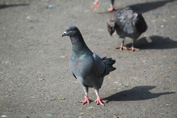 pigeons on the street
