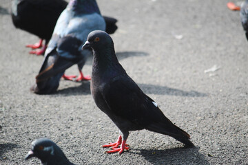pigeon on the beach