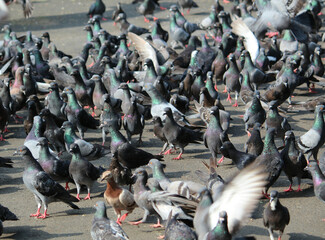 Fototapeta premium a flock of pigeons