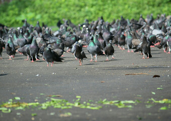flock of pigeons