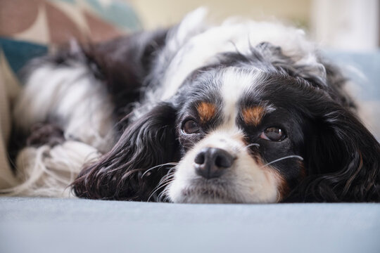 A Cavalier King Charles Spaniel dog, resting on the sofa. UK.