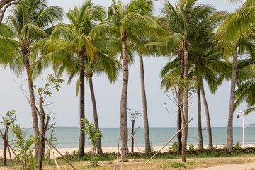 Naklejka premium Tall coconut trees on the beach