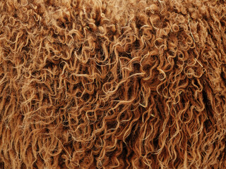 Detail of the fur of a sheep