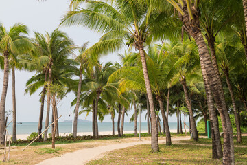 Fototapeta na wymiar Tall coconut trees on the beach