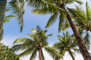 Tall coconut trees on the beach