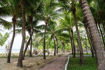 Tall coconut trees on the beach