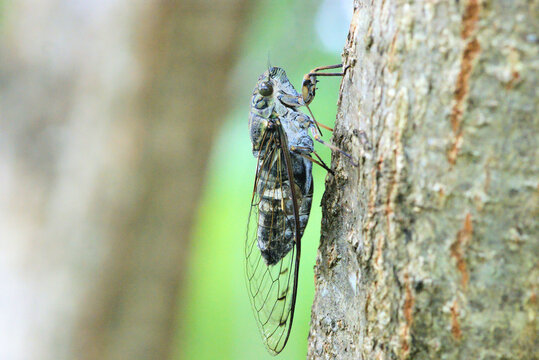 ツクツクボウシ」の写真素材 | 319件の無料イラスト画像 | Adobe