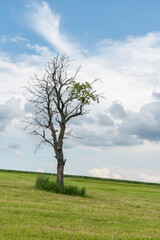 Fototapeta na wymiar A single almost bare tree with a mown meadow 