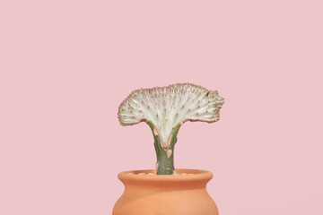 Euphorbia houseplant on pink