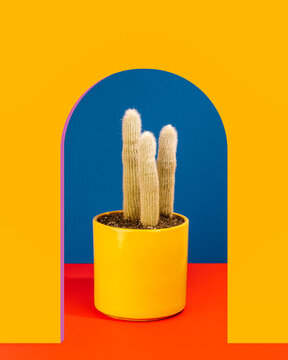 Cactus in yellow pot