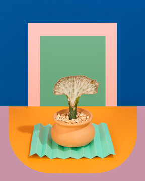 Euphorbia cactus in pot