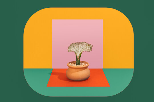 Euphorbia cactus in pot