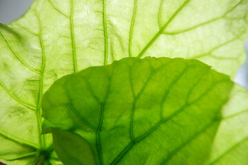 Ecology concept background, Closed up Green leaves, Leave Vein. Macro.