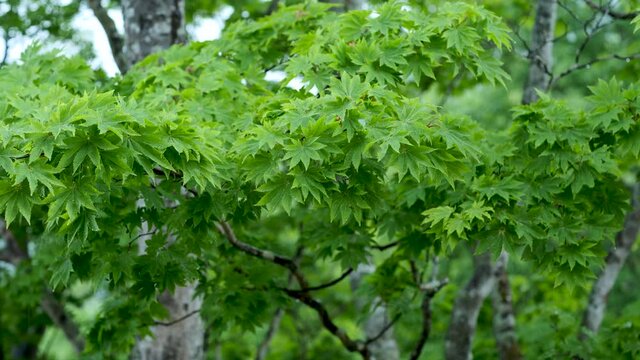 雨と森林の背景　BGM リラックスな生活　休日生活リラックスした雰囲気