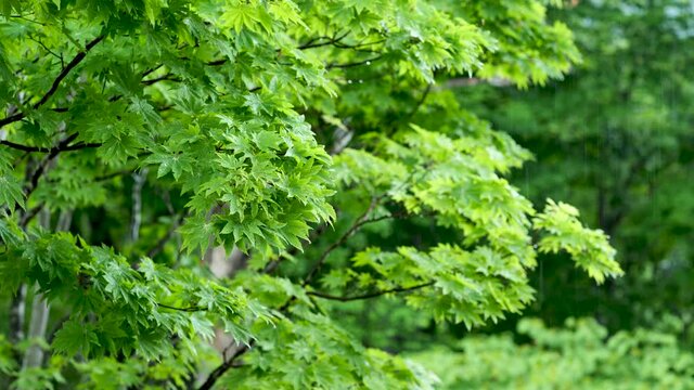 雨と森林の背景　BGM リラックスな生活　休日生活リラックスした雰囲気