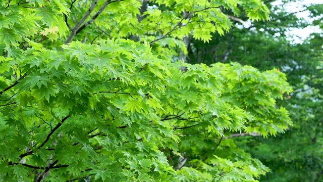 雨と森林の背景　BGM リラックスな生活　休日生活リラックスした雰囲気