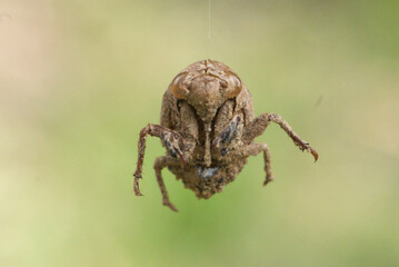 ニイニイゼミ　抜け殻