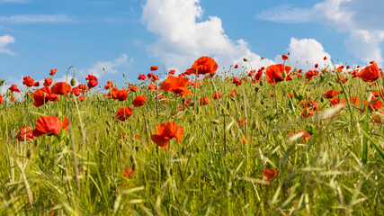 blühender Mohn in der Eifel