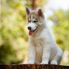 Siberian Husky puppy outdoors. Gray dog