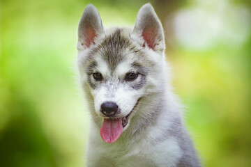 Siberian Husky puppy outdoors. Gray dog