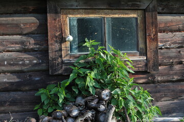 An old abandoned wooden house overgrown with tall weeds.A small window with a Christmas New Year's toy on a weathered brown log wall and a stack of firewood with green nettles.Vintage image