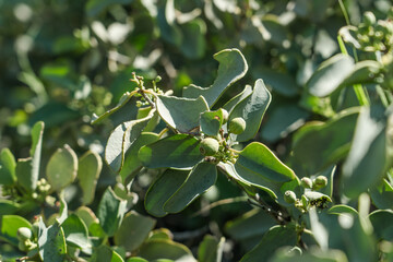 Santalum ellipticum, commonly known as ʻIliahialoʻe (Hawaiian) or coastal sandalwood. Kaena ponit trail, Oahu, Hawaii