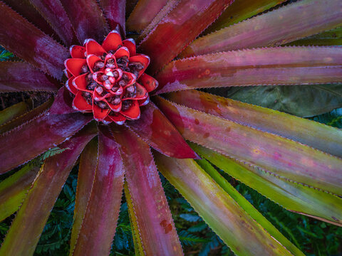Bromeliad