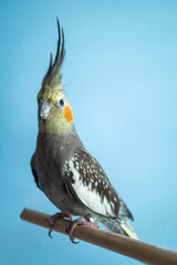 Full Body Shot of Grey Cockatiel Parrot Isolated Against Blue Background