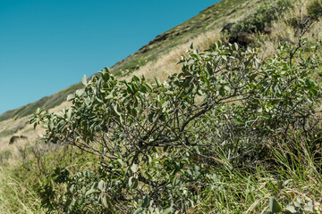 Fototapeta na wymiar Santalum ellipticum, commonly known as ʻIliahialoʻe (Hawaiian) or coastal sandalwood. Kaena ponit trail, Oahu, Hawaii