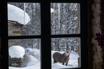 looking at a horse through the window