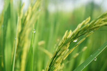 Fototapeta na wymiar green rice trees with dew drops
