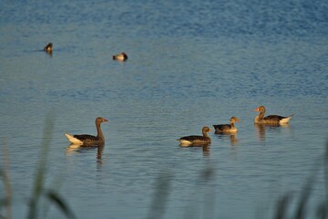 Nature outdoor Rieselfelder Münster