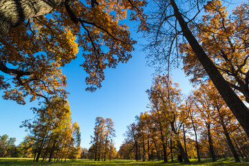 View of city park in autumn