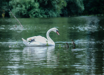 Mute swan in lake