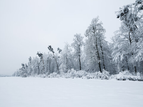 Snow covered forest