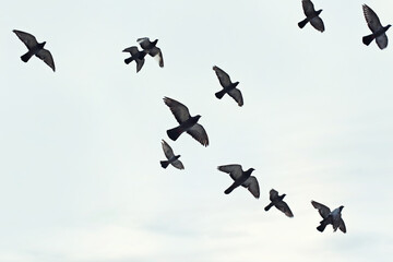 Birds in Flight