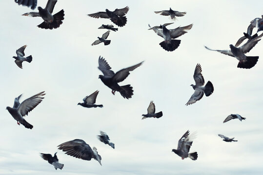 Birds in Flight