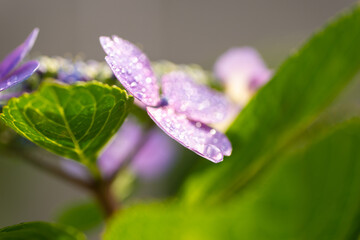 梅雨の晴れ間の紫陽花（ガクアジサイ）