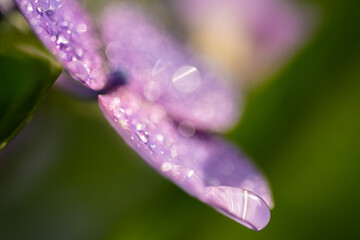 梅雨の晴れ間の紫陽花（ガクアジサイ）