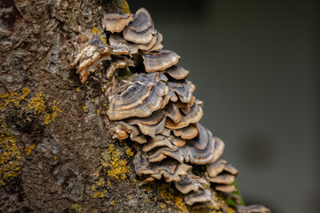 coriolus versicolor