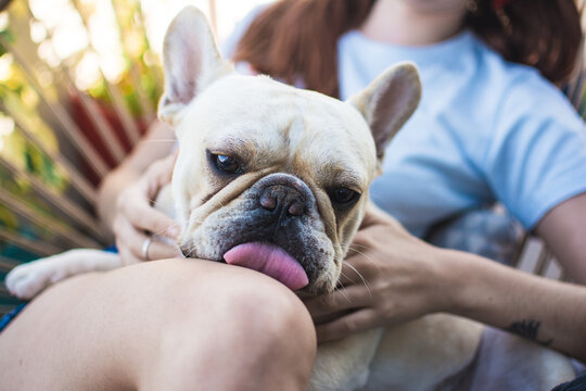 French bulldog kissing his human leg