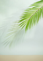 green palm summer concept with sandy and sky background.shadows concept idea